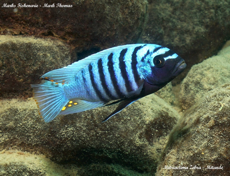 Maylandia zebra 'Mitande Reef (Rocks)'